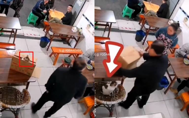 好可愛的一幕！　老伯拆紙箱「卻突然冒出一隻喵喵」嚇死他