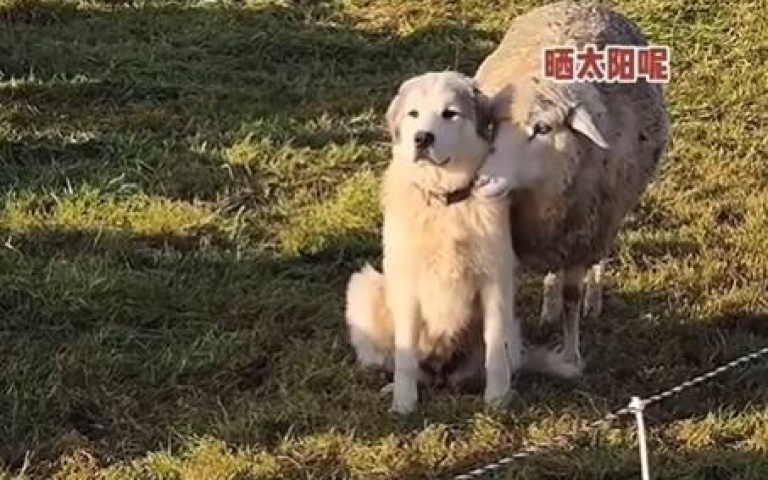 狗與羊不說話好無聊? 神級配音讓全網笑掉大牙
