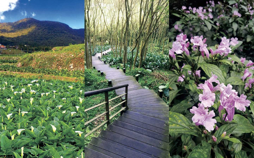 【玩家帶路】春遊陽明山