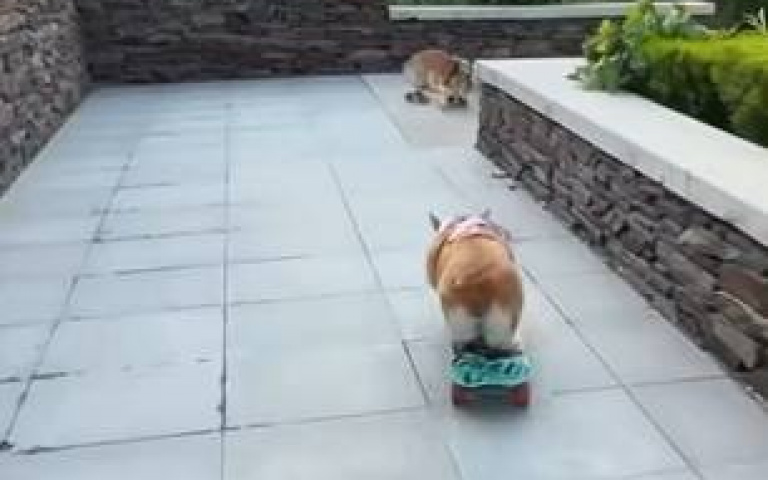 原來柯基是滑板高手！　街頭炫技驚呆全網