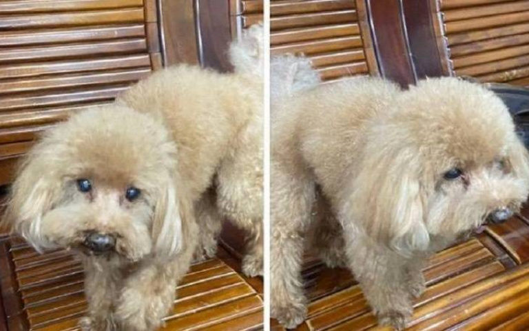 毛孩走丟也知道找警察！貴賓跑找不到回家路　雨中淡定走進派出所：幫幫我