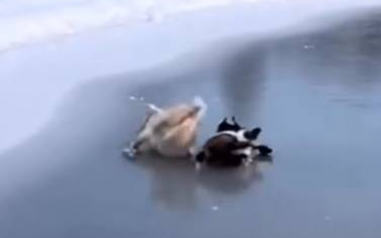 冰上雙羊鬥！　最後竟淪鬧劇一場