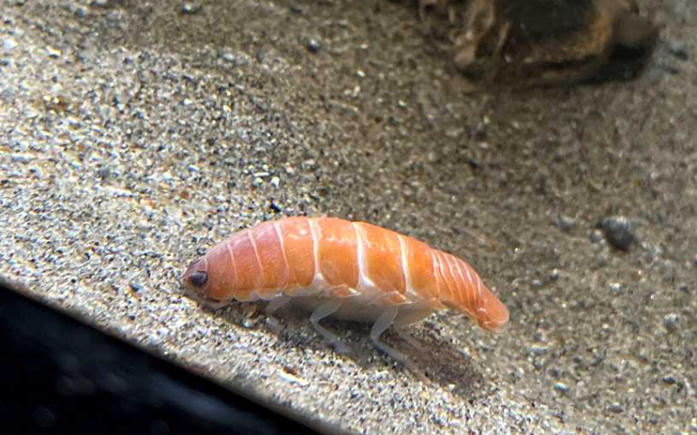 野生「鮭魚握壽司」!北海道捕獲深海「未知新物種」,光看就肚子餓了!