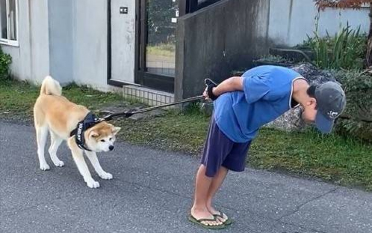 秋田犬固執的拒否之力!讓主人神還原「麥可經典」45度傾斜神技