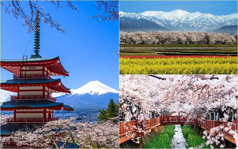 日韓6大賞櫻秘境!包機直飛日本,快揪團參觀重創的熊本城天守閣!