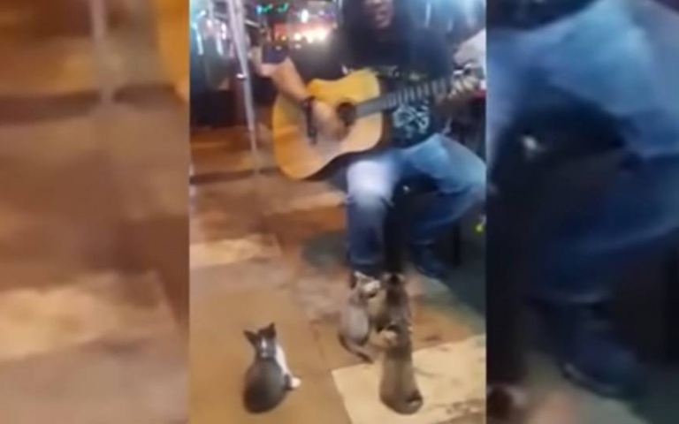 4隻貓貓抬頭看！街頭藝人賣藝「牠們成最佳觀眾」…超萌畫面曝光