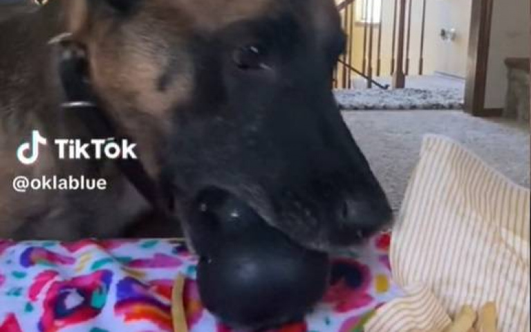 退休警犬喜歡吃薯條! 媽媽餵一根「牠全都要」…搶食畫面曝光