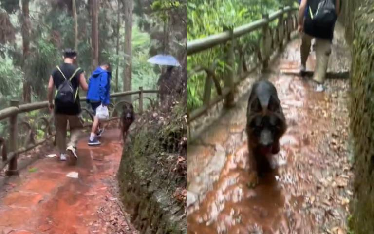德牧太忠心！陪主人爬山頻頻回頭　瘋狂找人全程超忙