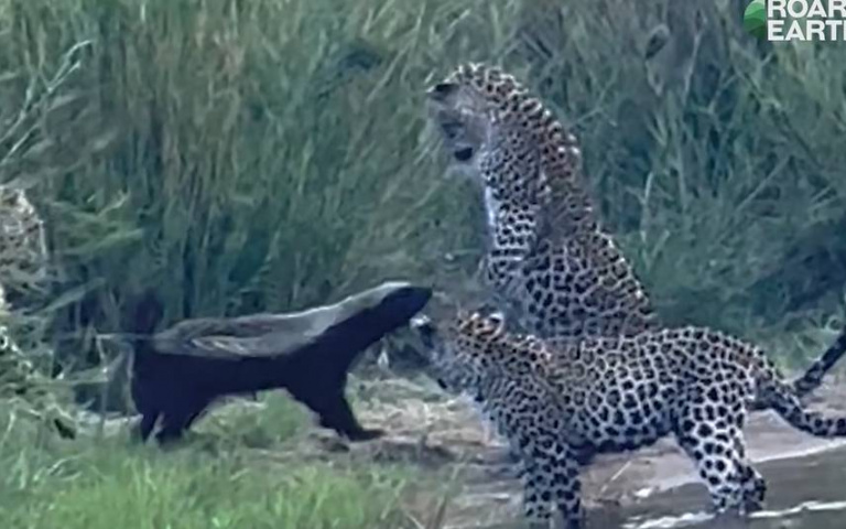 身小志氣高！蜜獾隻身鬥三豹　體型小三倍卻毫不畏懼大力反擊