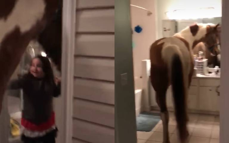 一隻馬走進房間下秒進廁所　女孩看到沒有嚇歪…反應曝光