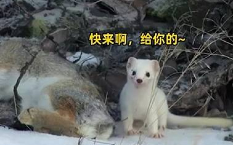 小白鼬被餵食懂得報恩 拖來一具屍體令網友看傻眼