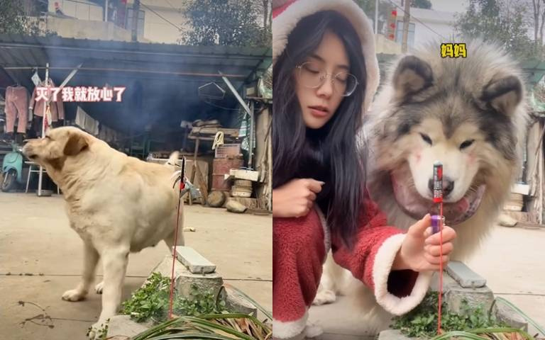 太危險了!女主人玩沖天炮 放任狗狗群一旁玩耍全網震怒