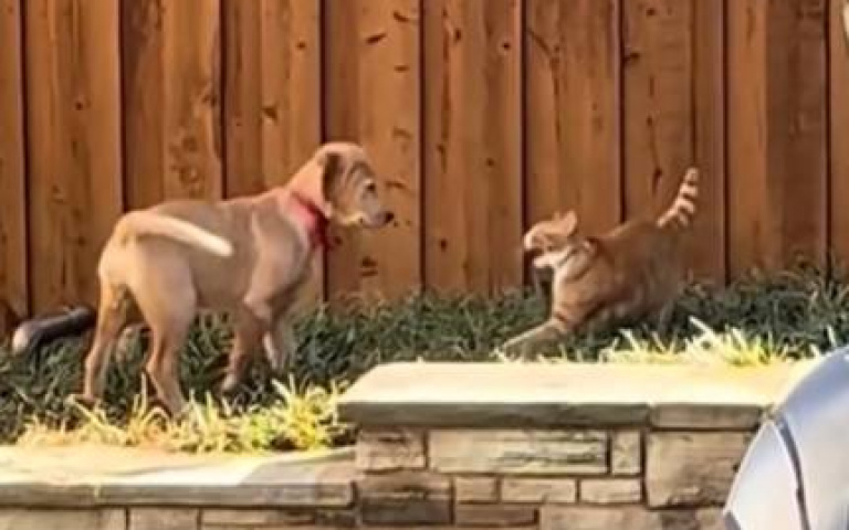 狗狗不斷逼近！小貓咪嚇到跟著後退　原來牠只是想…