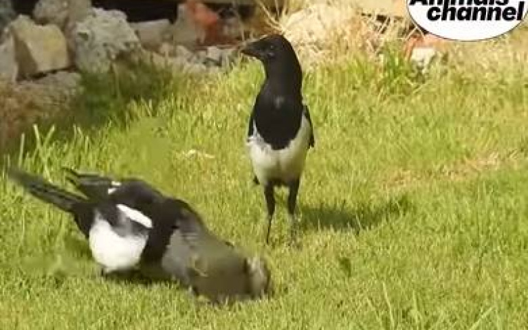 放開那隻鳥！　喜鵲槓上老鷹「打救小鴿子」…影片看到最後大逆轉