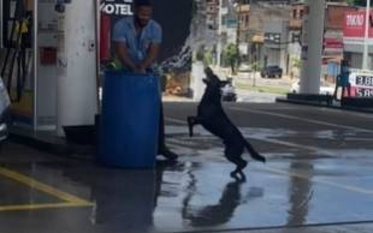 炎炎夏日打水仗！狗狗誤闖加油站「店員瘋狂潑水伺候牠」