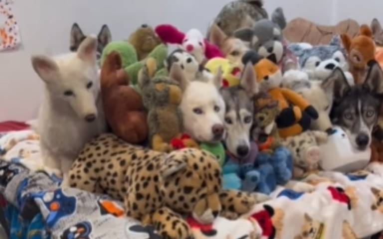 房東不給養寵物竟然出這招！　狗娃娃堆成山「裡面有真狗」