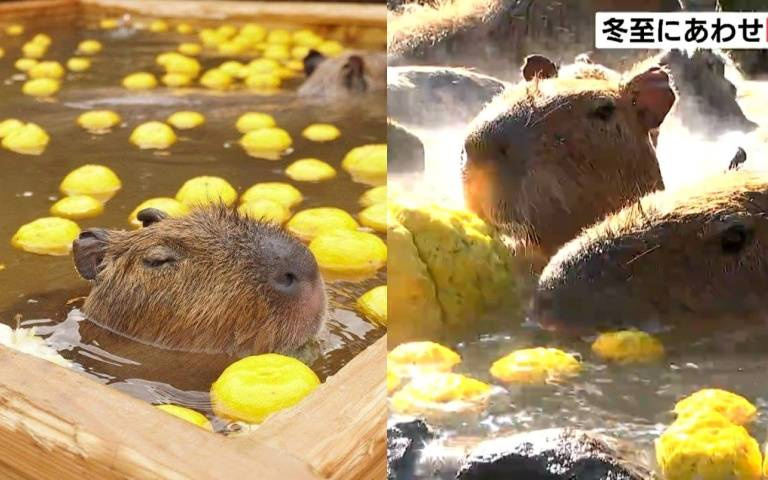 日本冬至「水豚君」愛泡柚子溫泉浴!超萌享受表情全網已融化!