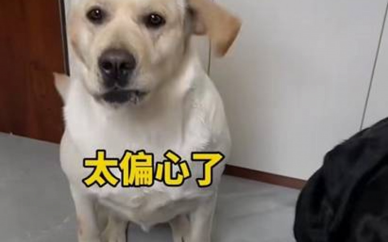 都是吃割包…為何我的只有菜? 主人偏心牠下秒狂吠表不滿