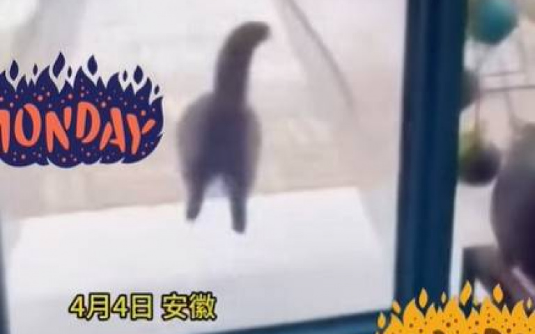 貓咪享受奪門而出的感覺　主人把門給拆了牠落寞、傻眼