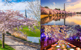 春季賞花地圖更新！從東京到華盛頓都有櫻花季，粉色花海超浪漫！