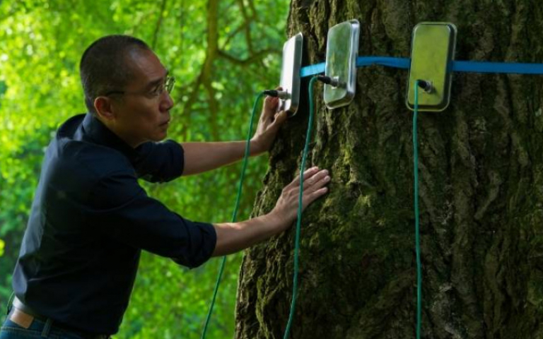梁朝偉新作《你是不會當樹嗎》登金馬奇幻影展
