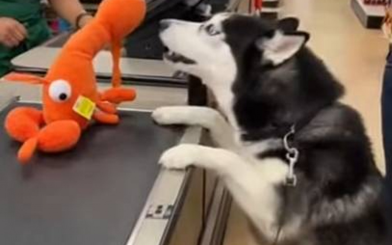 根本3歲小孩！　主人不讓買玩具…二哈收銀檯前這樣幹