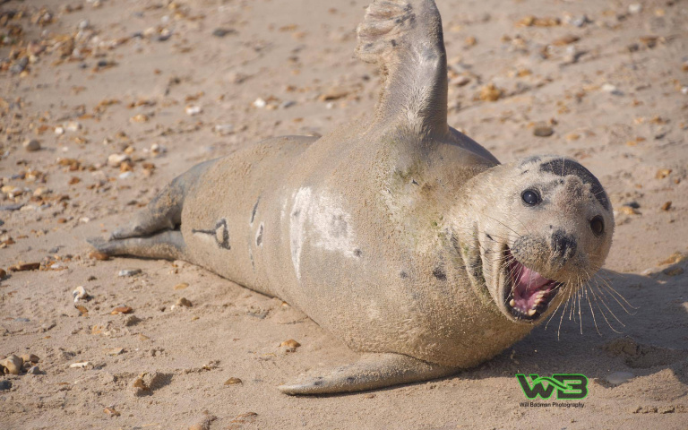 怎麼變重了！超萌海豹隨機「搭便車」　偷爬上獨木舟萌翻遊客