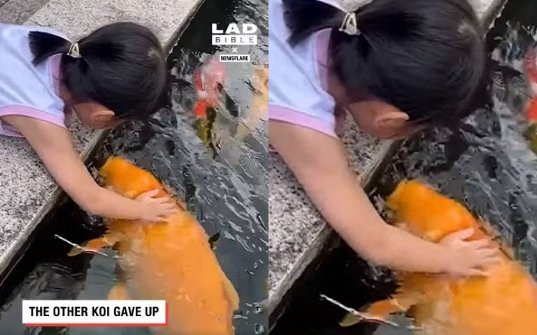 小女孩和25公斤肥鯉變成麻吉　獨家餵食網笑翻：難怪那麼胖