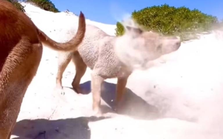 沙灘狗挖坑！同袍覺得被影響轉身抱怨…下秒灰頭土臉