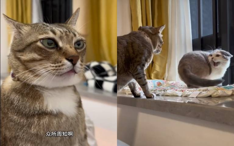 大咪超派…在家當大哥！　喜歡嚇人個性又鴨霸