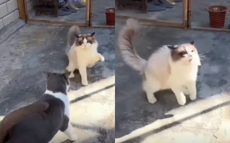 欺善怕惡你最會！左打一隻右尻一隻「小貓遇大貓瞬間龜縮」