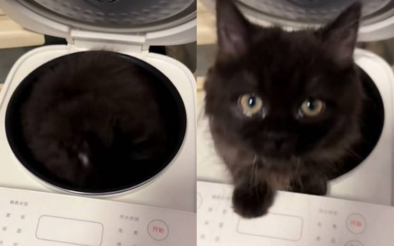 黑貓偽裝術！主人要找找不到　赫然一見竟然躲在那個地方