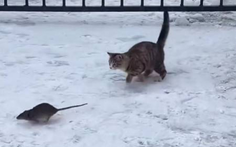 貓追老鼠「下秒牠自己慌了」　結局逆轉網友超困惑