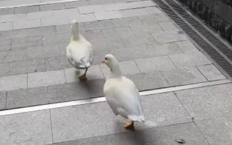 養鴨子的快樂… 1+1=0
