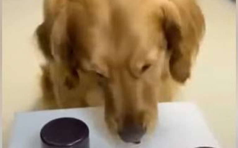 被主人耍了! 狗玩猜帽遊戲「答案揭曉牠臉綠了」