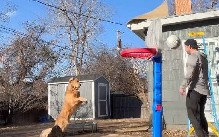 跟狗子玩遊戲　主人屢屢被打臉自嘲：我的2025年長這樣