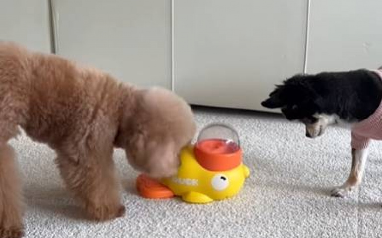 貴賓犬狂壓餵食器 飼料掉光結果一塊都沒吃到
