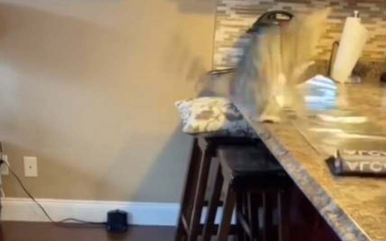 貓咪碰到錫箔紙…腳宛如裝了彈簧　踏上去瞬間彈飛