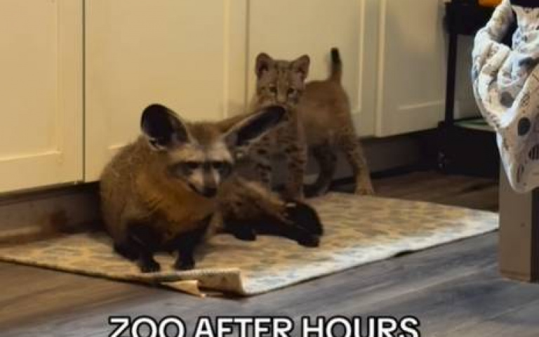 一戶人家宛如小型動物園　大耳狐聽得懂人話展現高人氣