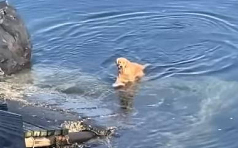 動動尾巴就知道你想幹嘛！　帽踢男見阿金上岸「立馬掉頭跑」