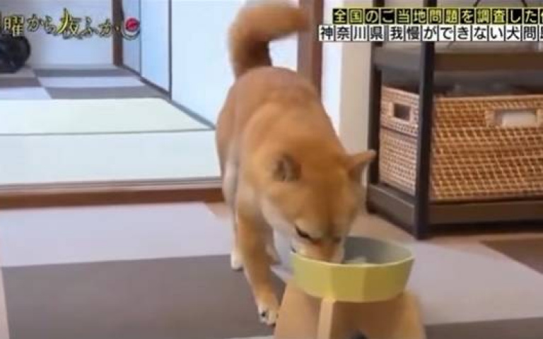 不獸控制了？　柴犬吃個飯「主人一直要牠等」…四肢騙不了人