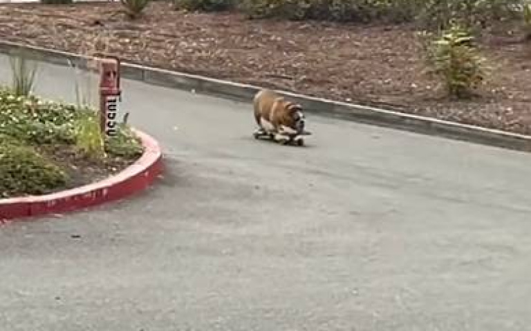 小短腿也能爽玩滑板！還會壓車過彎　主人笑：滑不好還會鬧脾氣