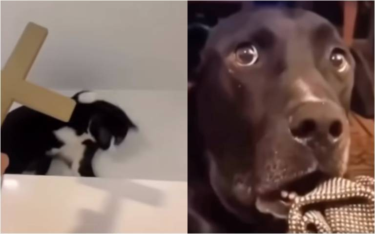 貓中邪了嗎？看到十字架「狂魔亂舞」像是被鬼附身