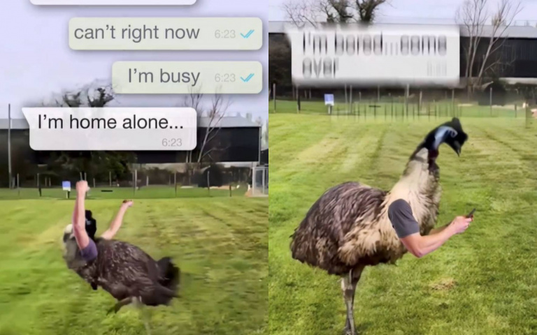 不可以色色！鴕鳥私聊女伴　一句「我一個人在家」讓牠暴衝