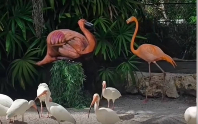 憤怒鳥！人假冒紅鶴混入其中　太醒目惹得真紅鶴氣噗噗