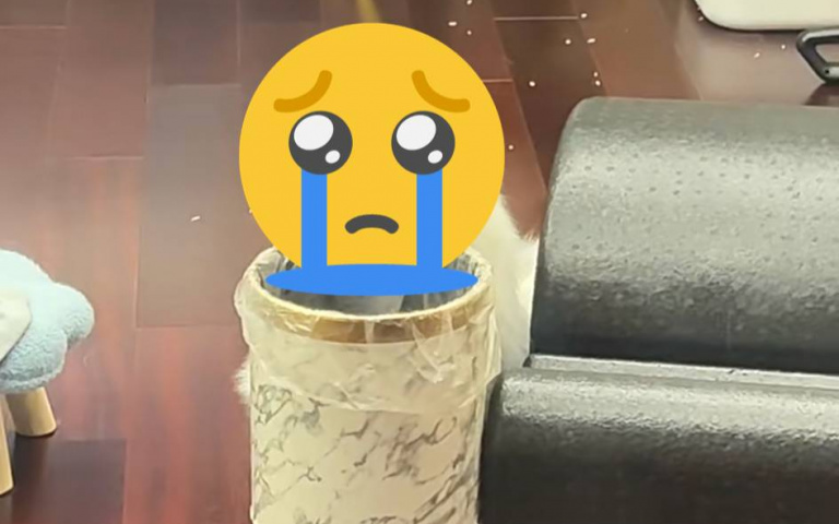 小貓難過畫面流出!主人做這舉動,讓主子傻在垃圾桶前!網說:「憂傷要溢出屏幕了!」