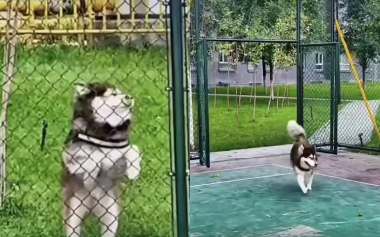 二哈日常!超傻舉動曝光 網笑:真不讓人失望!