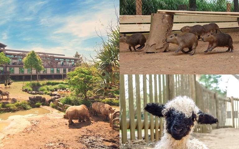 入住飯店暢玩遊樂園，享用福豚主題火鍋！1月壽星還贈抵用券！