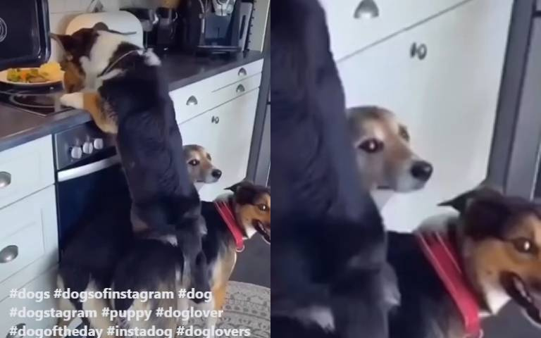 狼狽為奸？同心協力？　三隻狗狗在廚房作怪畫面曝光