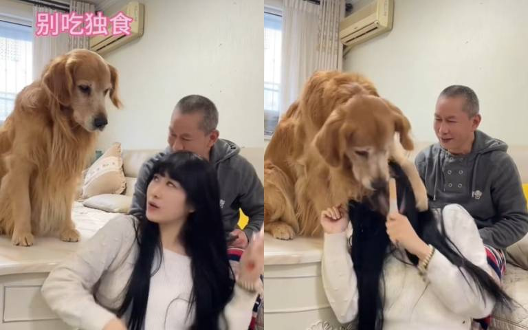 大女兒吃零食毛大孩沒有！　狗狗「一把壓住頭」頭頂強行搶走